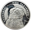 Przyjaciel Człowieka Berneński Pies Pasterski Ag