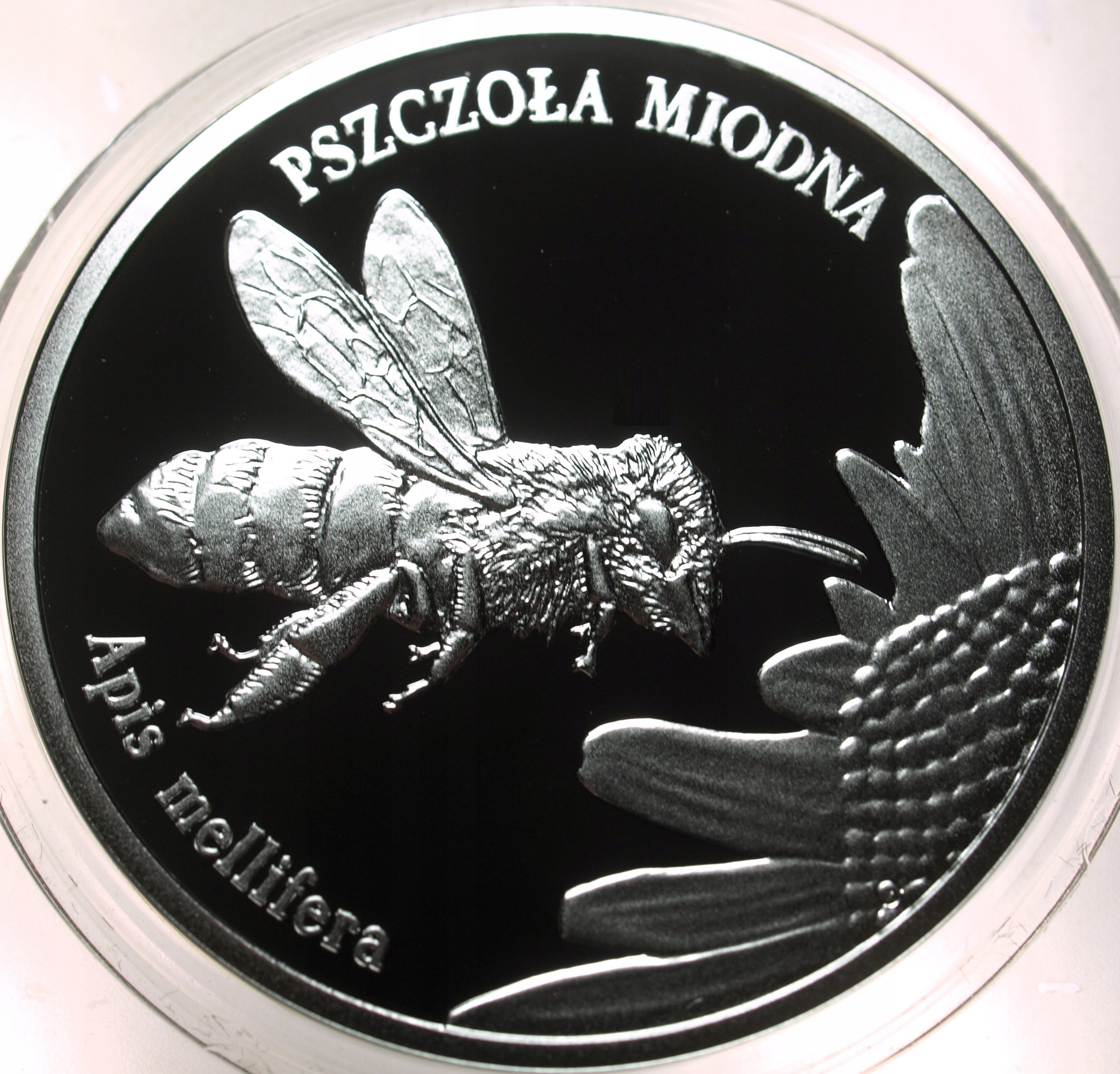 Zdjęcie 17666573864_1